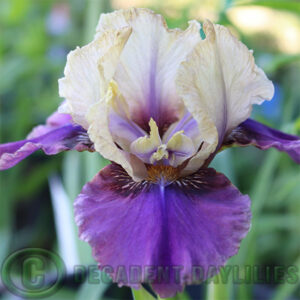 Median Bearded Iris Kadaicha