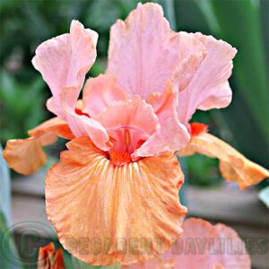 Median Bearded Iris Lets Elope