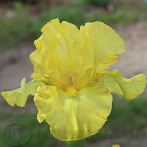 Median Bearded Iris Limonada