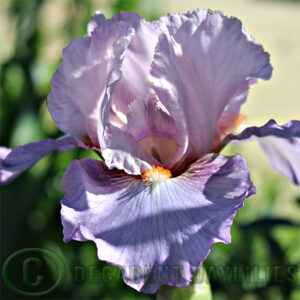 Median Bearded Iris Lissom