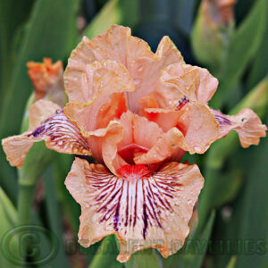 Median Bearded Iris Love the Look