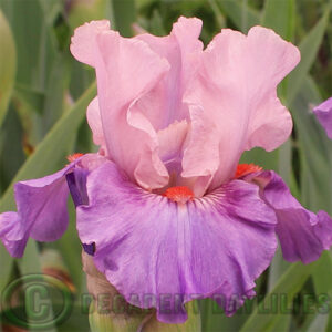 Median Bearded Iris Magic Pulse