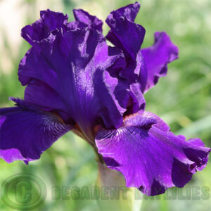 Median Bearded Iris October Storm