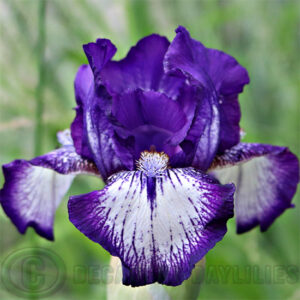 Median Bearded Iris Pacer