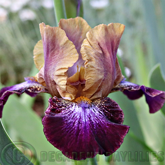 Median Bearded Iris Parting Glances