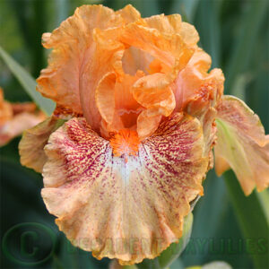 Median Bearded Iris Pernickety