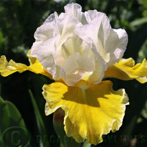 Median Bearded Iris Protocol