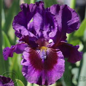 Median Bearded Iris Rumble