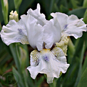 Median Bearded Iris Tickle The Ivories