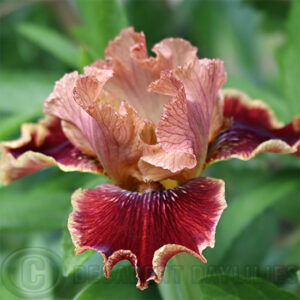 Median Bearded Iris Uptown Fashion