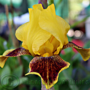 Median Bearded Iris Woop Em Up