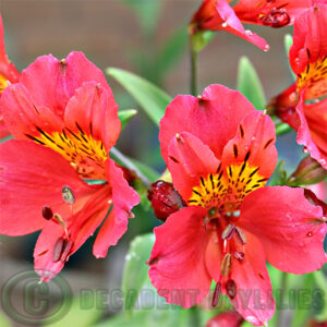 Tall Alstroemeria Rosita