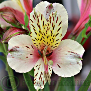 Tall Alstroemeria Tassie Tiger