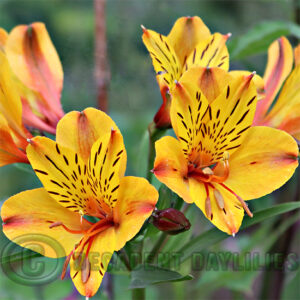 Tall Alstroemeria Yellow King