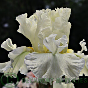 Tall Bearded Iris California Dreamin