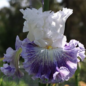 Tall Bearded Iris Cool Response