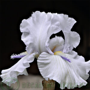 Tall Bearded Iris Eagle Landing