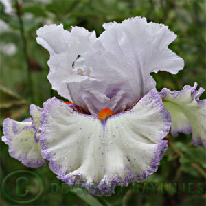 Tall Bearded Iris Embrace