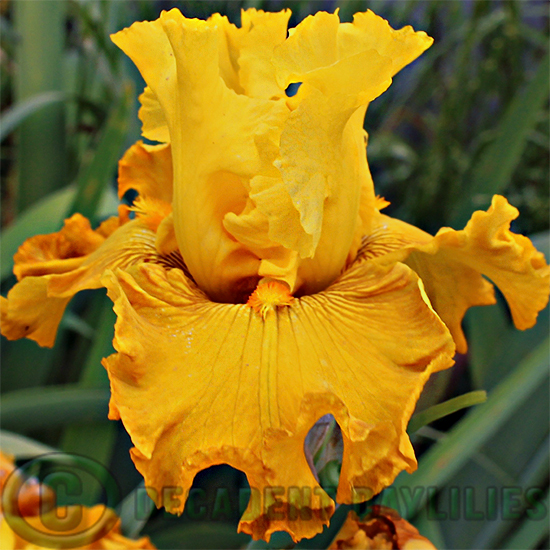 Tall Bearded Iris Endless Sunshine