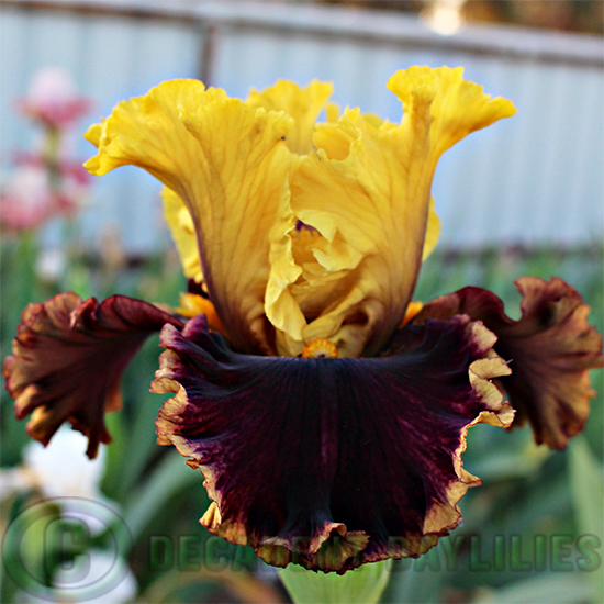 Tall Bearded Iris Flashinator