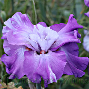 Tall Bearded Iris Full Disclosure