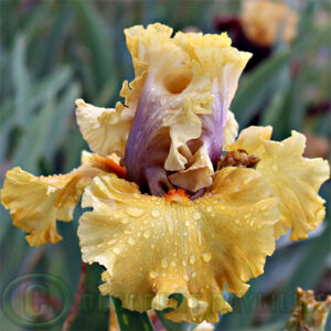 Tall Bearded Iris Gathering Gold