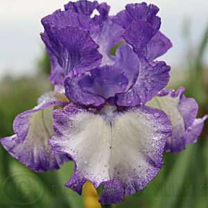 Tall Bearded Iris Gentle Rain