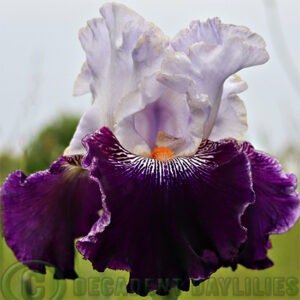 Tall Bearded Iris Gentleman Jim