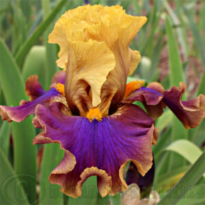 Tall Bearded Iris Jazz Club