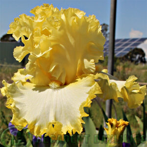 Tall Bearded Iris Liquid Sunshine