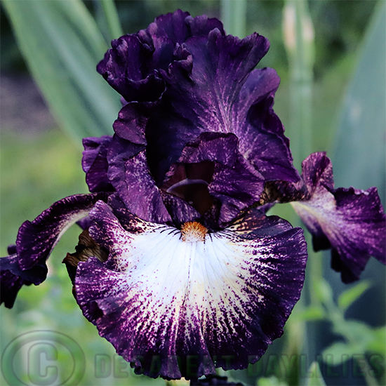 Tall Bearded Iris Select Circle
