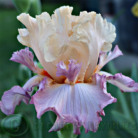 Tall Bearded Iris Tropical Delight