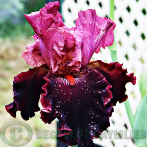 Tall Bearded Iris Wearing Rubies