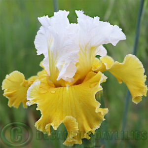 Tall Bearded Iris Quantum Light