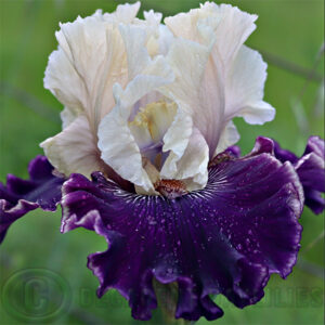 Tall Bearded Iris Fast Talker