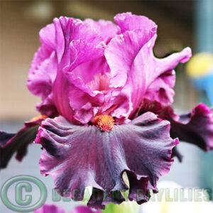 Tall Bearded Iris Firey Temper