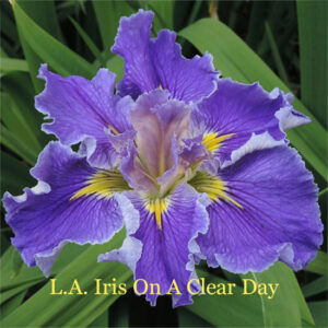 Louisiana Iris On A Clear Day