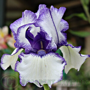 Median Bearded Iris Orinoco Flow