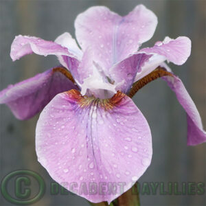 Siberian Iris Pink Haze