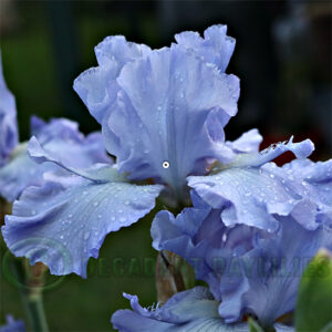 Tall Bearded Iris Brothers In Arms