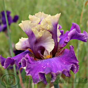 Tall Bearded Iris Cafe D'amour