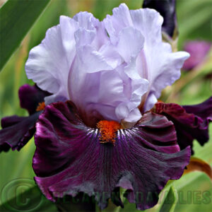 Tall Bearded Iris Full Figured