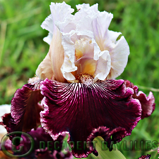 Tall Bearded Iris Palace Treasure