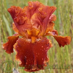 Tall Bearded Iris Rustler