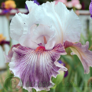 Tall Bearded Iris Sharp Edge