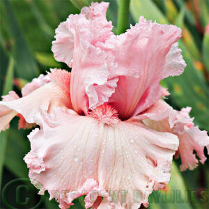 Tall Bearded Iris Strawberry Shake