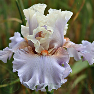 Tall Bearded Iris Platinum Class