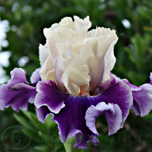 Tall Bearded Iris Sassy Sister