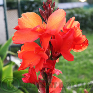 Canna Lily Bonfire orange red yellow