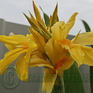 Canna Lily Goldbird - gold with orange spots